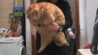 "Life is not easy, Fat Cat sighs"