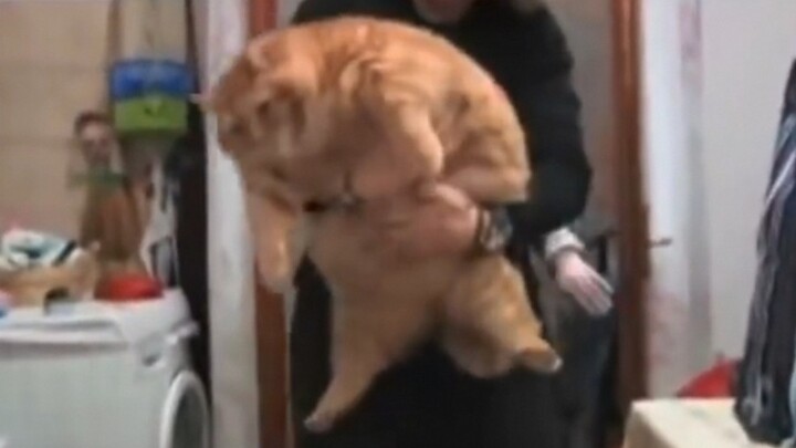 "Life is not easy, Fat Cat sighs"