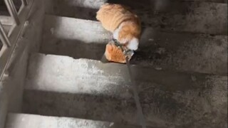 Cat: This fascinating corpse-dragging vibe