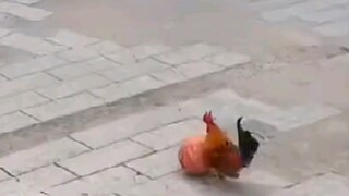 "ไก่เมไทนี่"