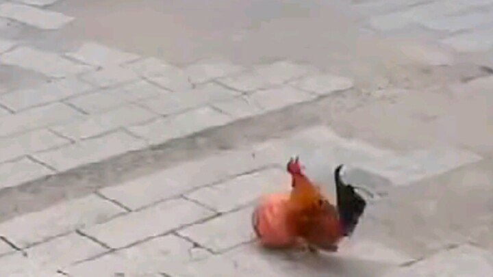 "ไก่เมไทนี่"