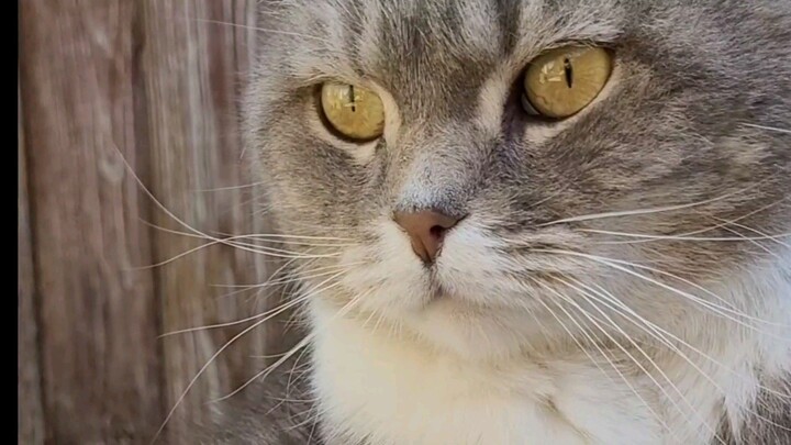 Кот и ротвейлер