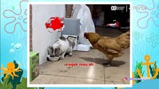 Berita Komedi Tawa Satwa • [ RTV HD ] • [ 26 August 2025 ] • [ Vidio TVOD ]
