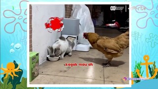Berita Komedi Tawa Satwa • [ RTV HD ] • [ 26 August 2025 ] • [ Vidio TVOD ]