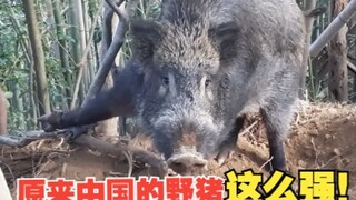 Ternyata babi hutan Tiongkok begitu kuat!