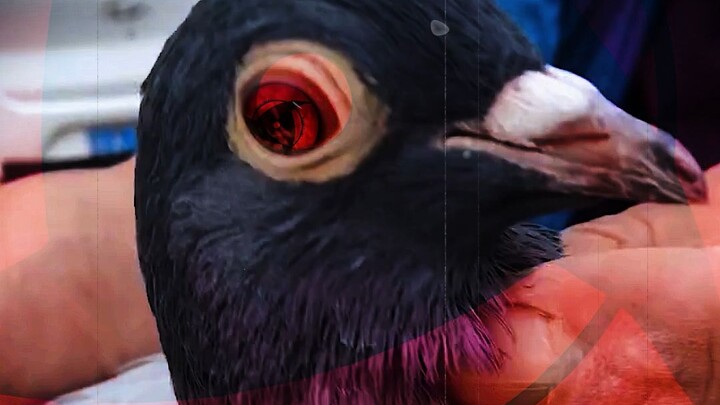 “At first, people thought it was just an ordinary bird.”