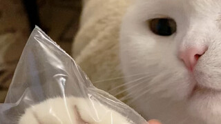 يا شقي، سأدللك هذه المرة فقط