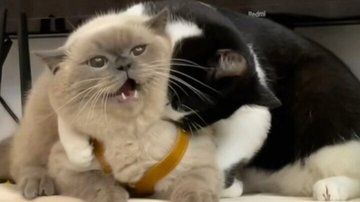 ไพ่นกกระจอกน่ารักจนแมวดูดไปแล้ว!