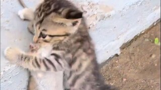 بالفعل، قط الزمرد هو الأكثر شراسة!