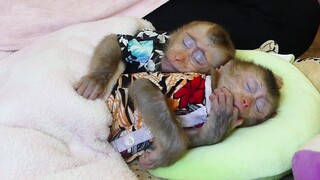 So lovely Monkey Baby Maku Sleep Hug Maki To Get Warm In Cool Weather