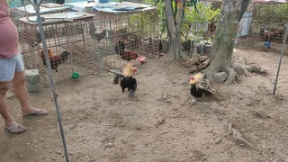 Talisayin vs Talisayin