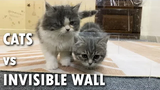 แมวกับกำแพงที่มองไม่เห็น