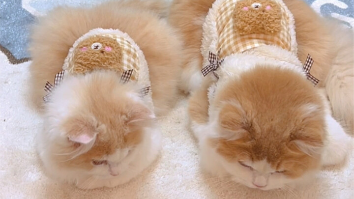 The Consequences of Pissing Off a Baby Kitten