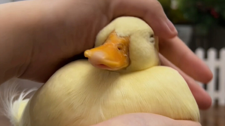 Don’t pity me just because I’m a delicate flower.