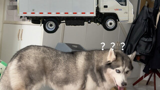 Whose dog looks like a truck, anyway?