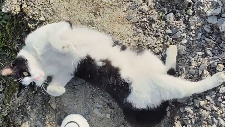 Kucing sapi di rumah kakek