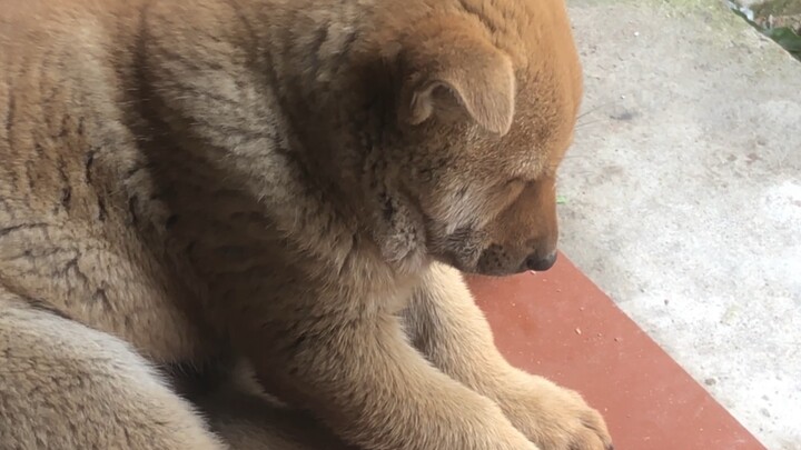 «نائم، لكن ليس تمامًا»