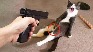 Funniest Animals - Best Of The 2021 Funny Pet Videos