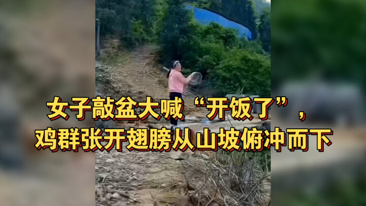 Cô gái đập thau hô to “Mời cơm!”, đàn gà xòe cánh lao xuống từ sườn đồi.