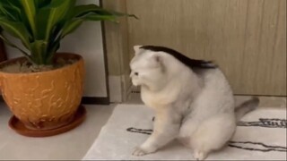 ลูกแมวใส่วิก