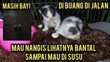 Astagfirullah 2 Anak Kucing Masih Bayi Di Buang Di Jalanan Bikin Sedih Pecinta Kucing..!