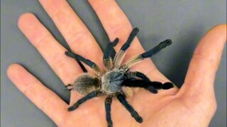 速度来看昆虫在手中炸开