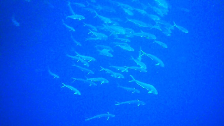 lagi bermain dngn ikan