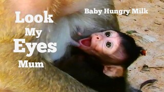 Look My Eyes Mum!!, Adorable Baby Monkey So Much Hungry, Baby Brittany Sucking Milk Very Thanks Mum