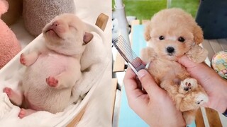 Baby Dogs - Cute and Funny Dog Videos Compilation #5 | Aww Animals