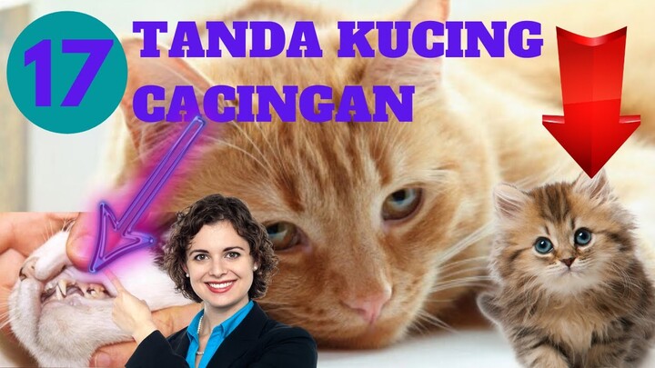 Kamu Wajib Tahu, Berikut 17 Tanda Kucing Cacingan | Kucing Sakit