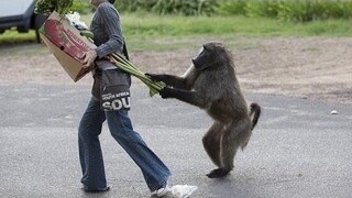 สัตว์ที่อาจจะน่ารำคาญดังนั้น - รวบรวมสัตว์ตลก