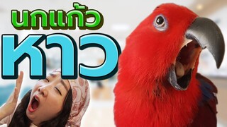 นกแก้วหาวถี่ๆ (Parrot keep yawning) Ep.193