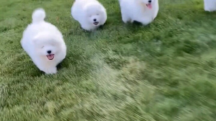 Bạn đang bị lũ Samoyed truy đuổi!