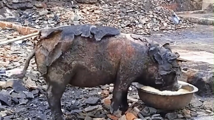 Zhu Jianqiang, the pig burned in a fire, defies an unfair fate with his actions; when truly loved, h