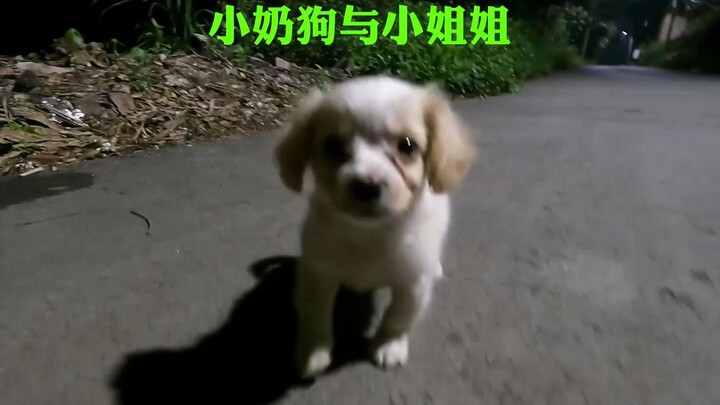 街边偶遇可爱的小流浪狗，只是喂了一根火腿肠，它却追了几公里