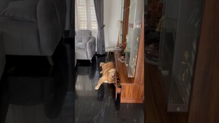 Super Cute And Funny Animals #2