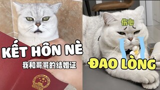 Khi bạn nuôi phải một con mèo trà xanh 🤣  | Pets TV