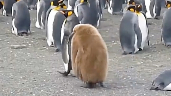 Million-dollar voice acting: Who's really its real dad?