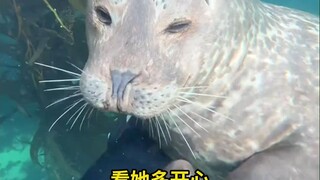 网友潜水时一眼就认出了老朋友海豹，对方紧贴着游过来，丝毫不客气地上手“挠”他