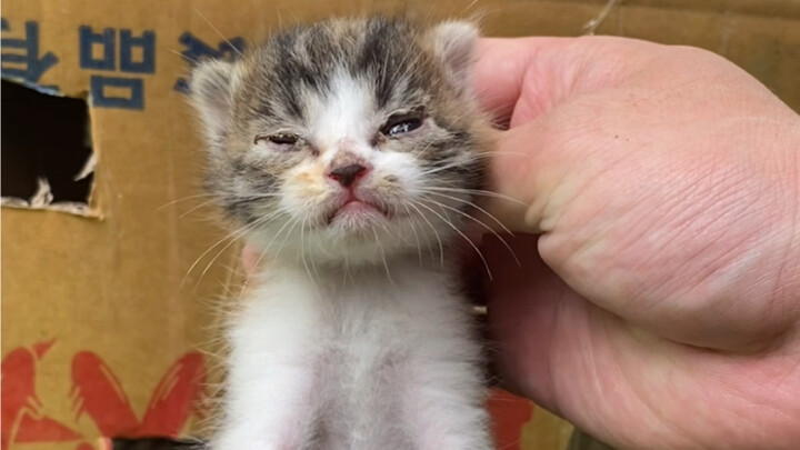 Bắt cóc thay cho mua, đơn vị quản lý khu dân cư cung cấp lứa thứ tư, đội mưa cứu toàn bộ một bầy mèo