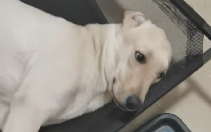 Chó Labrador giúp tôi ổn định cảm xúc