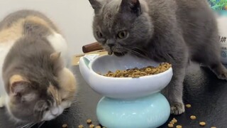 🐱：好险，差点就饿死