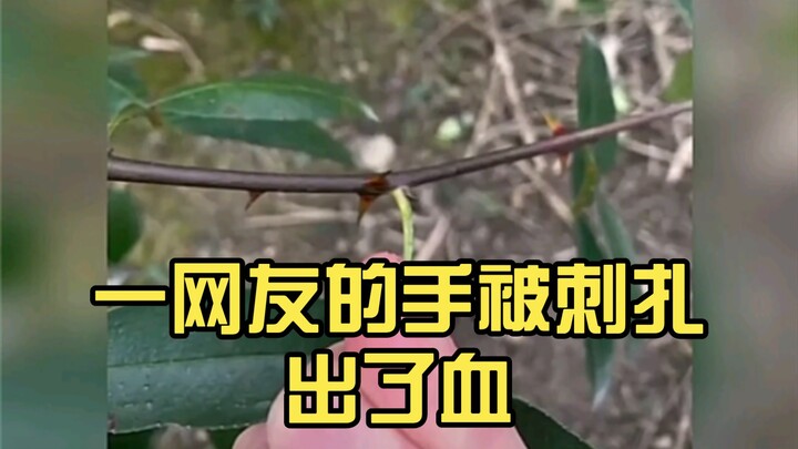 Seorang netizen tangan mereka tertusuk dan berdarah, jadi…