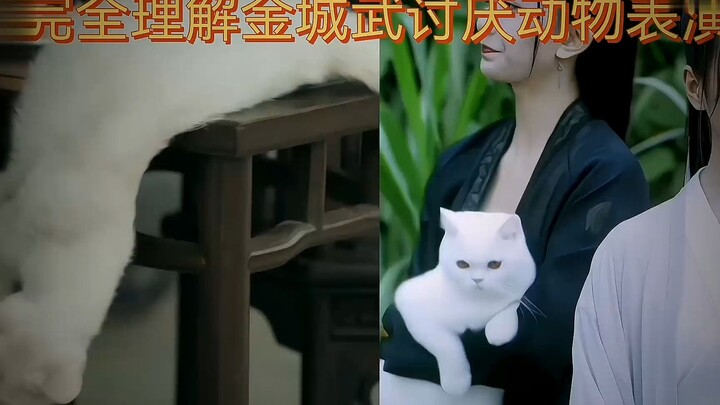 In the entertainment industry, where pets have repeatedly died during shoots, the剧中 “group‑宠” cat is