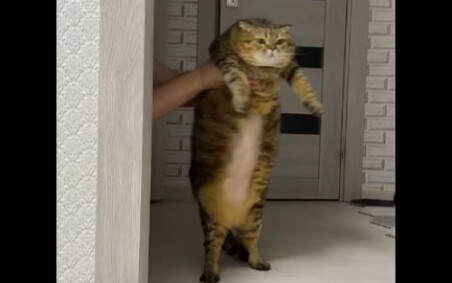 A chubby cat at a Russian netizen’s home spends every day having fun with cosplay and dance!