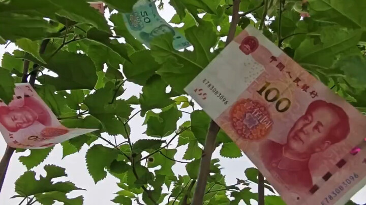 Akhirnya paham, petani buah cukup melirik sekali saja sudah tahu apakah buahnya sudah matang atau be