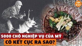 Chó Nghiệp Vụ Của Mỹ KHÔNG BAO GIỜ Có Cơ Hội Sống Sót Trong Chiến Tranh Việt Nam, Tại Sao? | #111