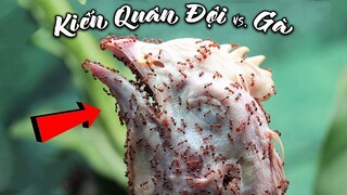 THẾ CHIẾN CỦA LOÀI KIẾN: Kiến Quân Đội vs Mọi Loài | Hãy Luôn Hỏi Tại Sao #14