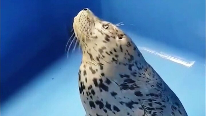 Anjing laut macan tutul yang super imut!