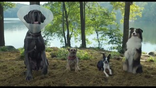 Online I Strays (2023)